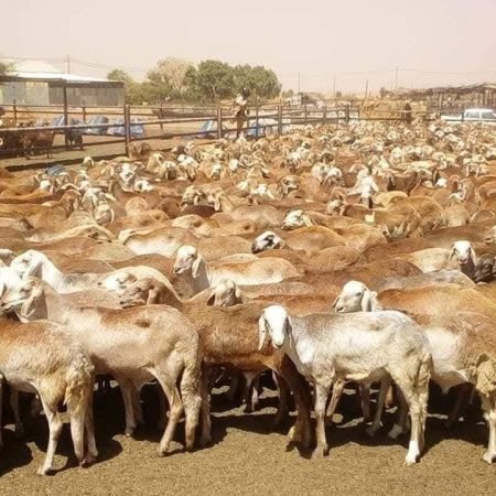 Sudanese Sheep